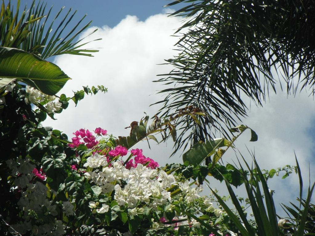 Classique International In Dominica Marigot Phòng bức ảnh