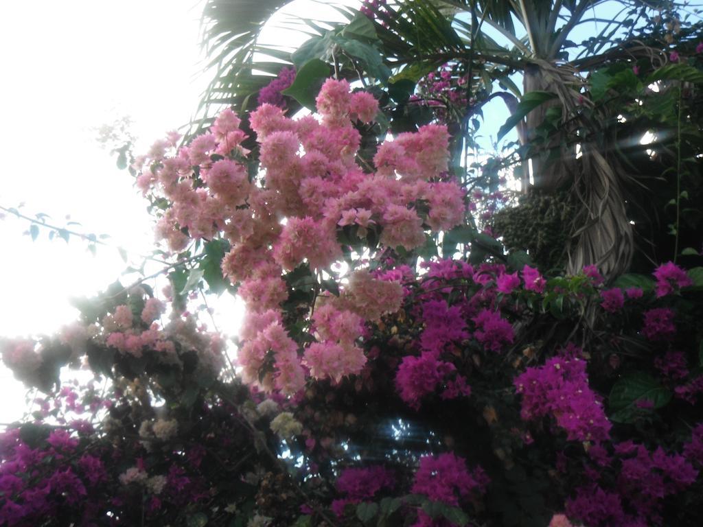 Classique International In Dominica Marigot Phòng bức ảnh